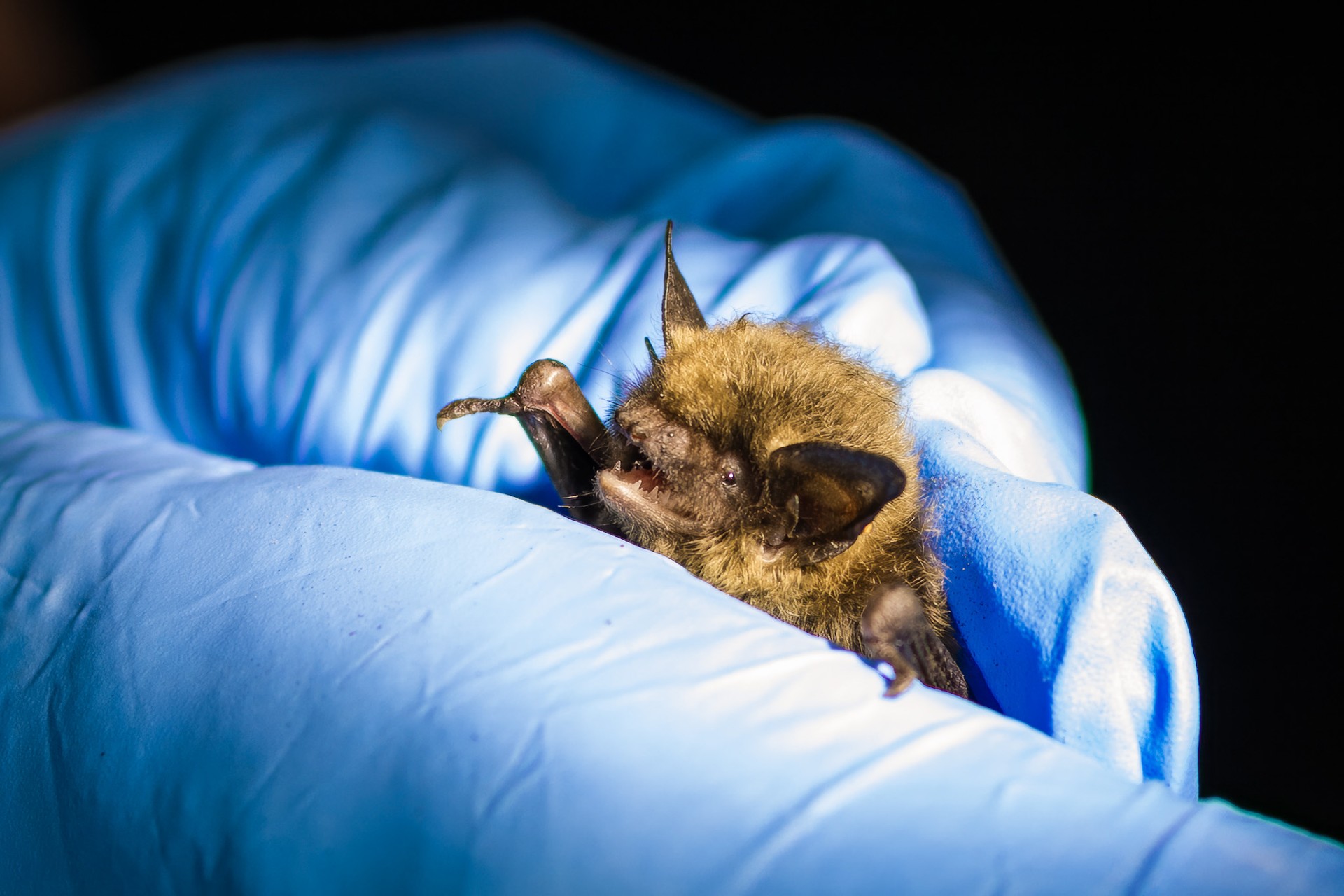 Tight shot of first Eastern small-footed bat (Myotis leibii) ever recorded in Alabama
