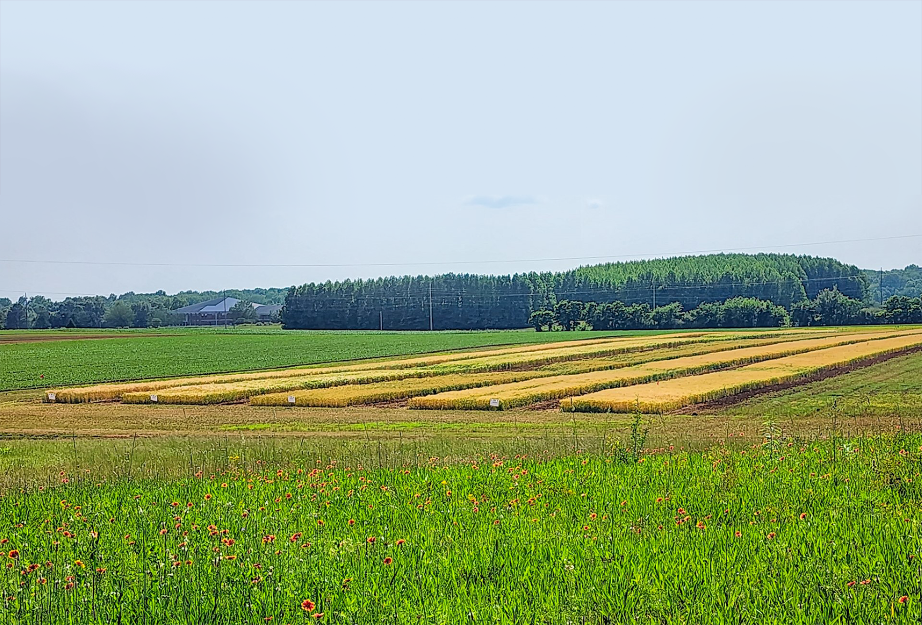 Barley Grown at AAMU's Winfred Thomas Agricultural Research Station
