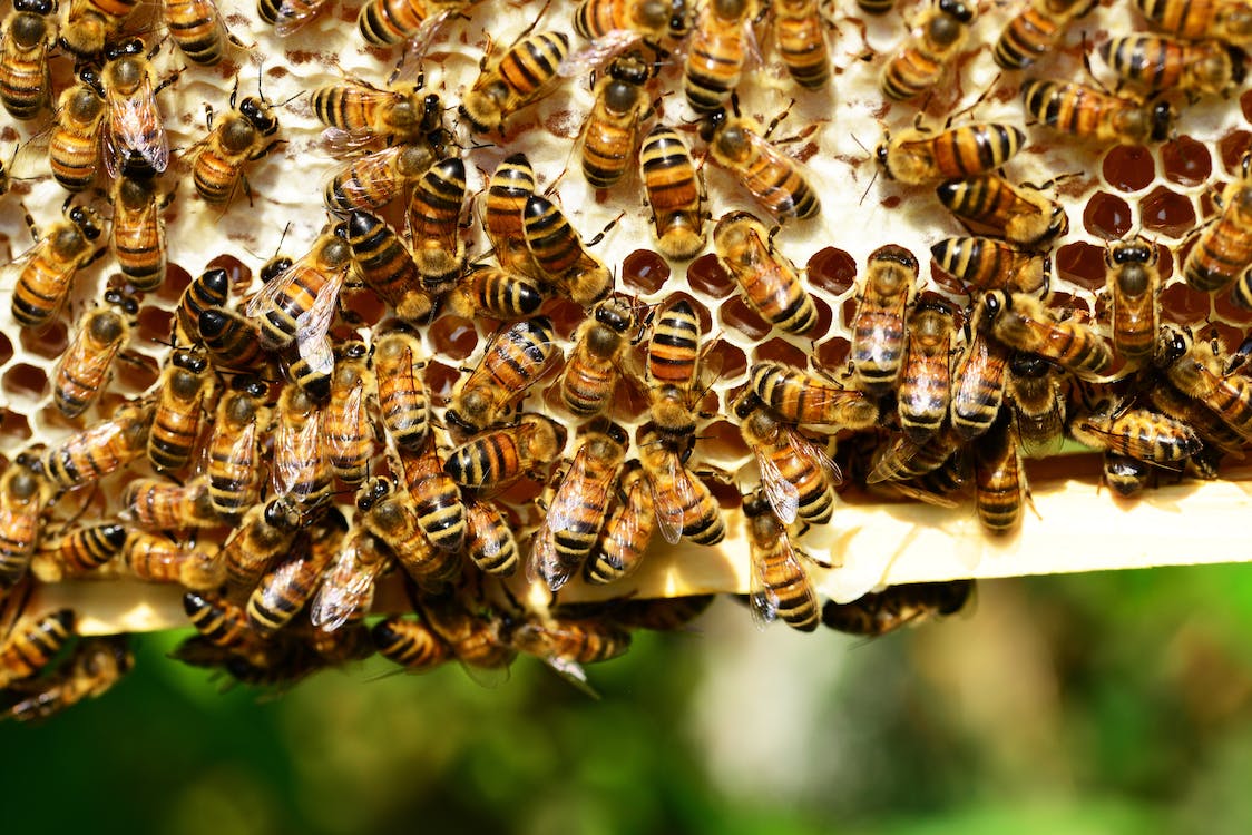 Tight Shot of Bees Making Honey