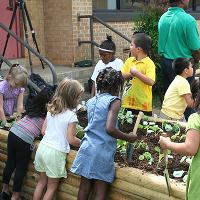 A local elementary school class plants vegetables in their school's raised bed garden.