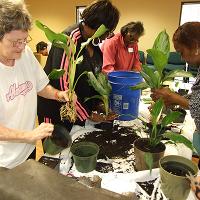 A group of older adults plant houseplants in pots to take home.