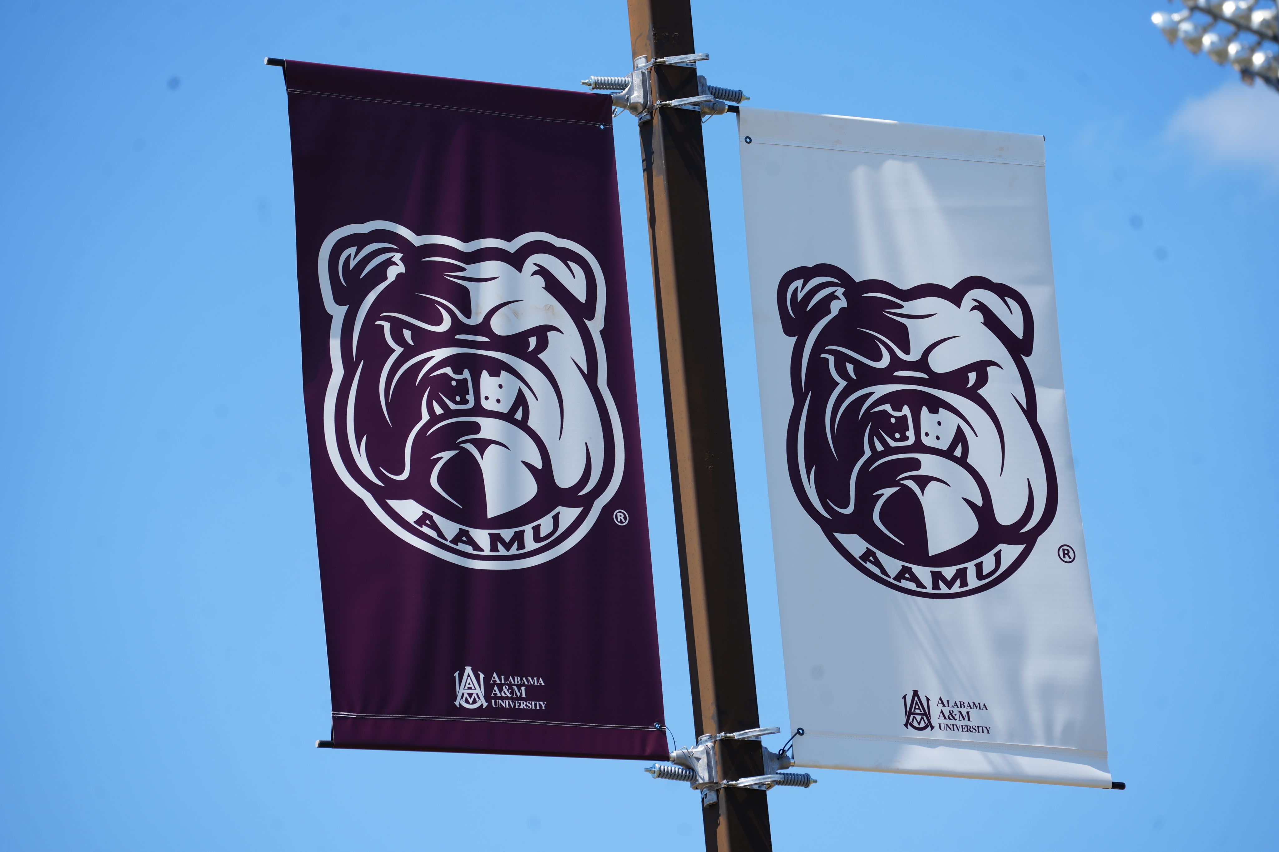 Two banners on a streetlight (one A&M maroon, one white) displaying the Alabama A&M bulldog logo.