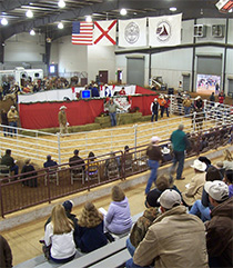 Arena with horse sale in progress