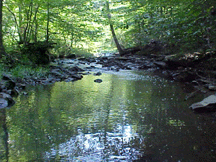 stream in wooded area