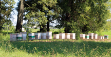 Bee Apiary