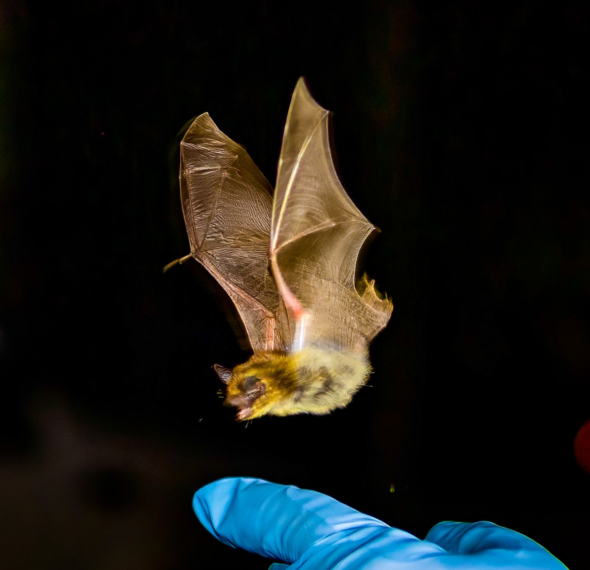 First Eastern small-footed bat (Myotis leibii) ever recorded in Alabama in mid air