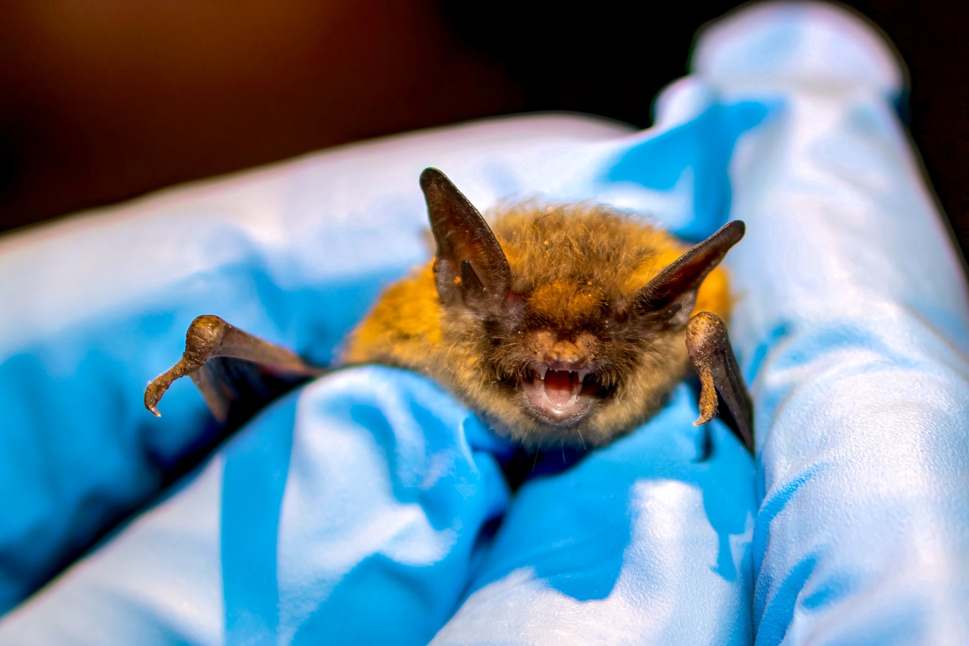 Tight shot of front of bat in Dr. Stone's hands