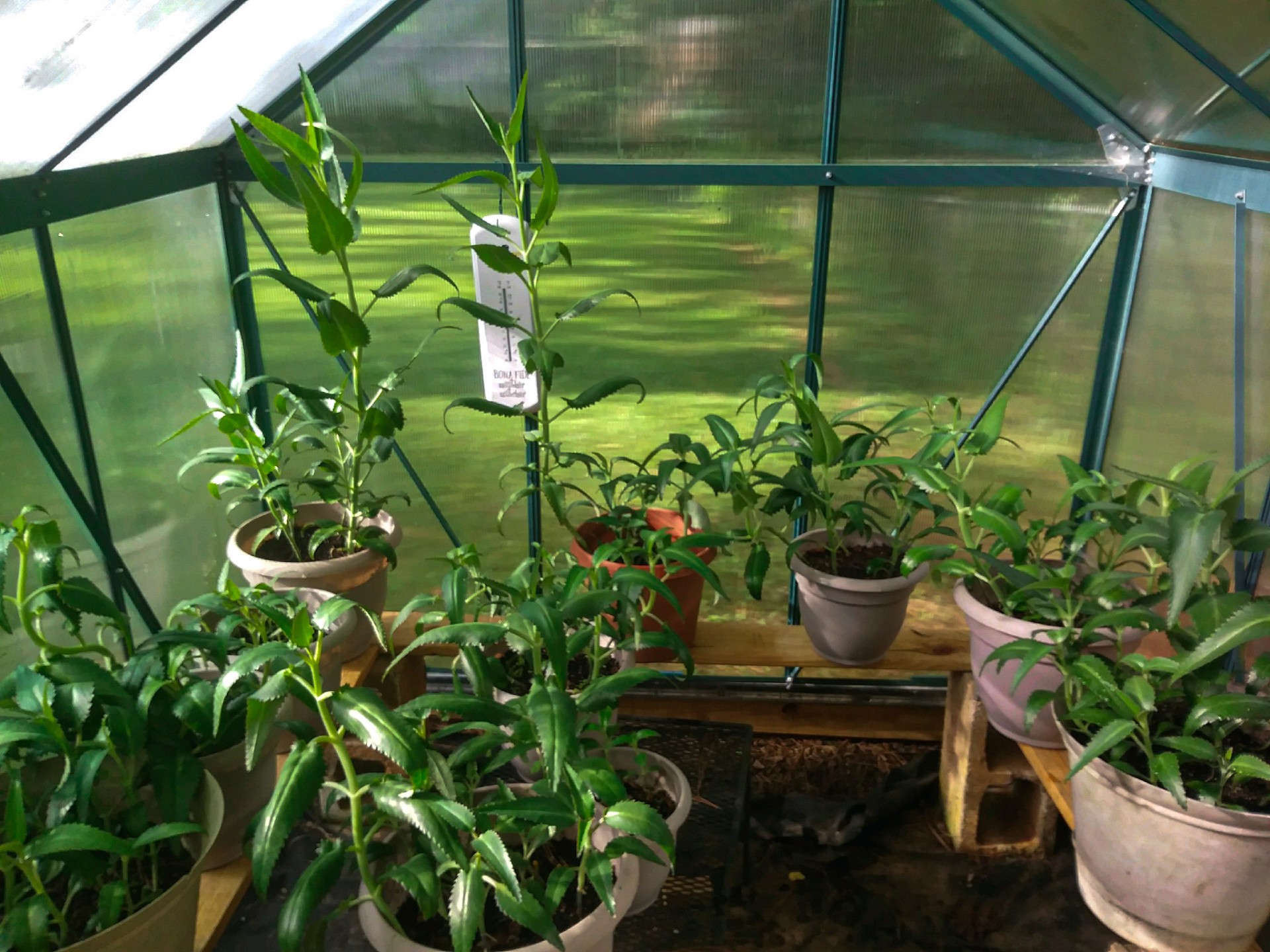 Donica Richmond's Greenhouse