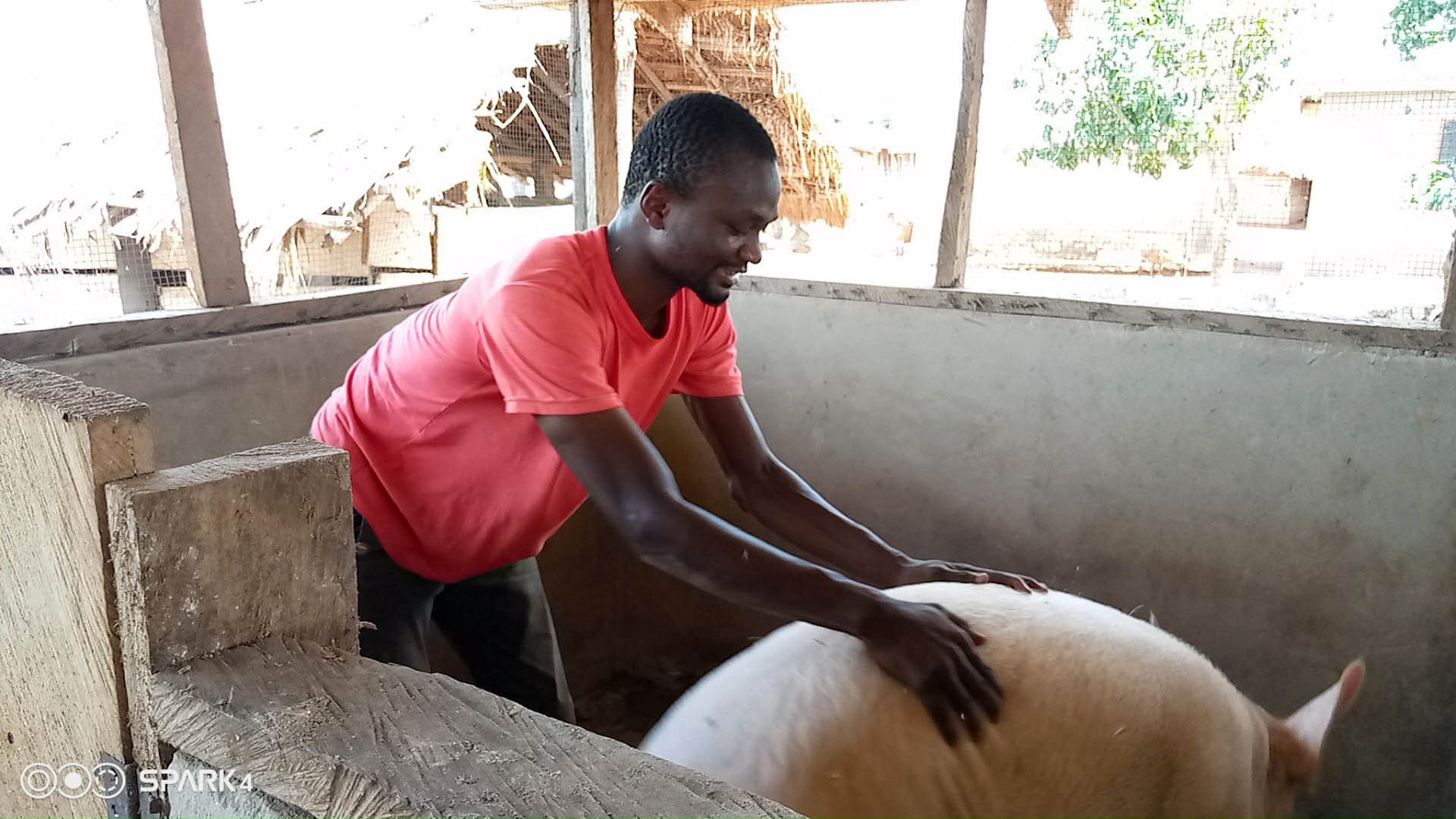 Adeina moves a large pig in its pen at his pig farm in Ghana