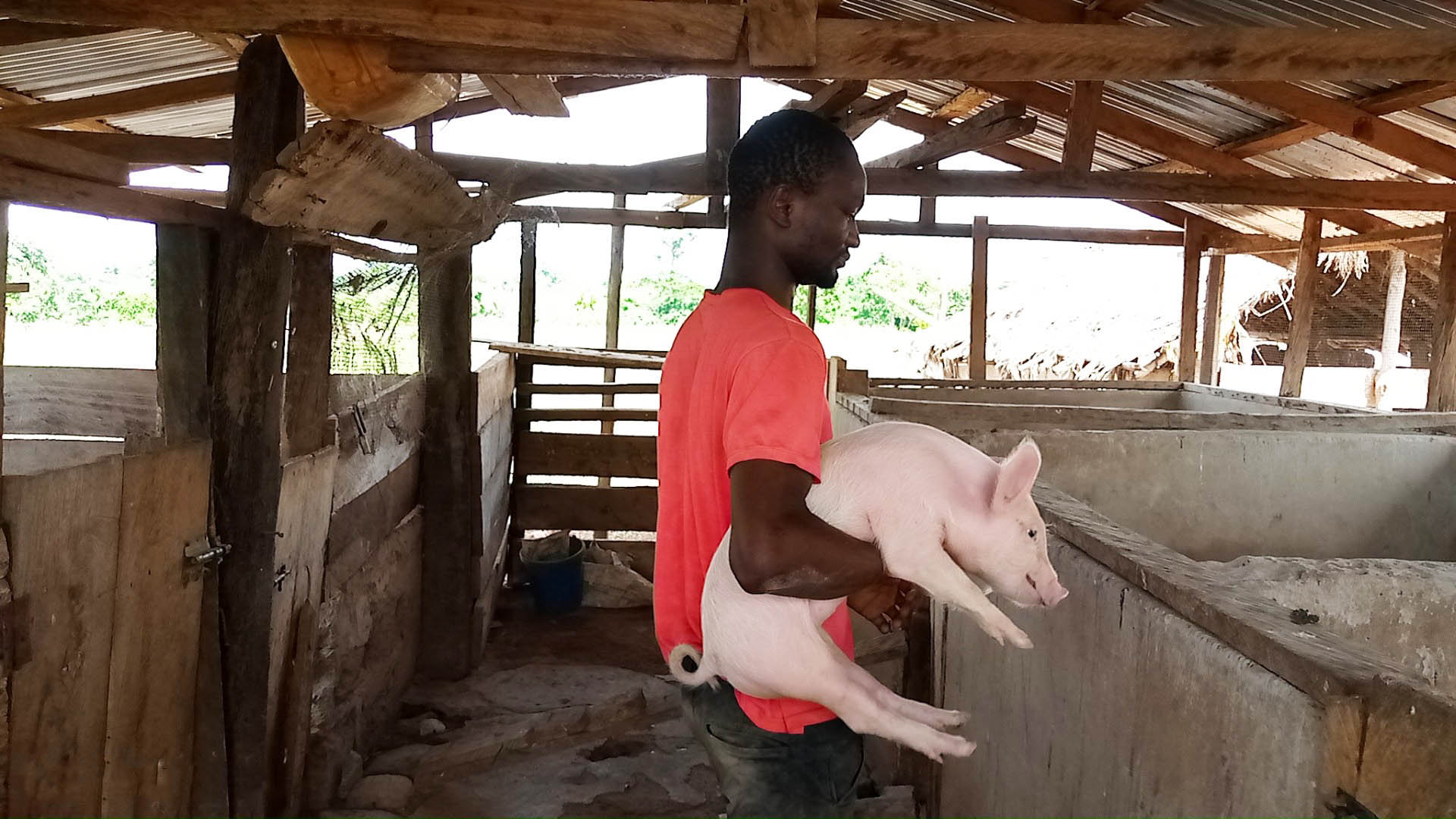 Adeina carries small big to its stall on his farm in Ghana