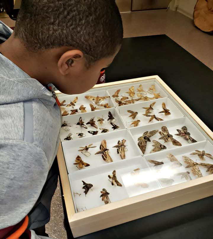 Young boy looks at butterflies in a case