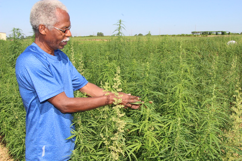 hemp research