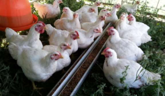 Poultry Management