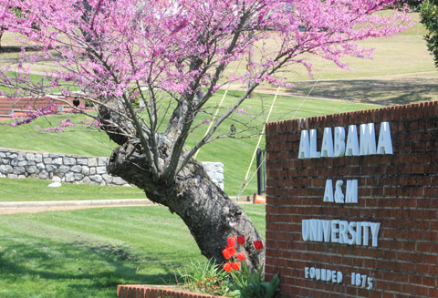 Campus Spring Beauty