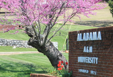 Campus Spring Beauty