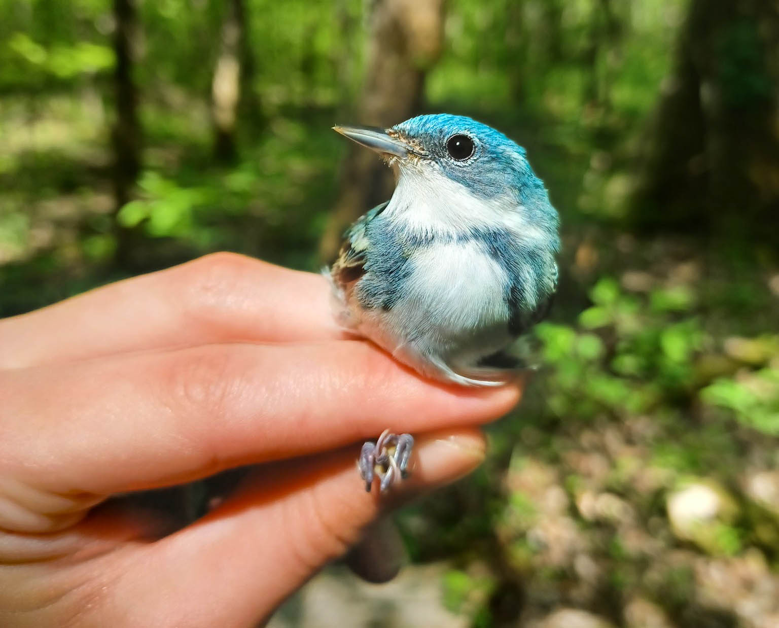 Cerulean Warbler sits on Thompson's hand