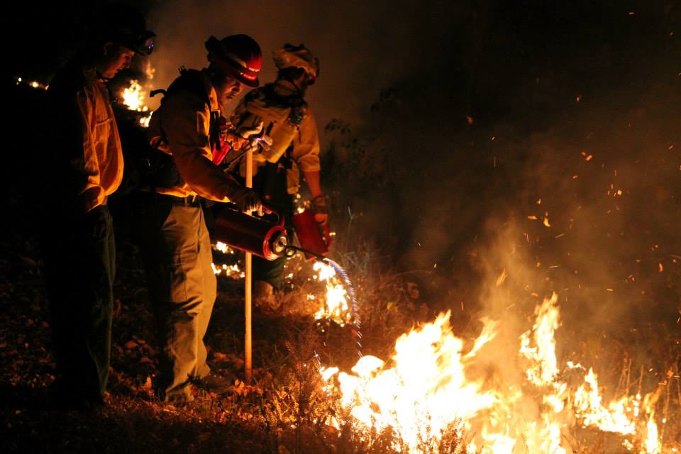 Group of FireDawgs with fire torches during a prescribed burn in Guntersville.